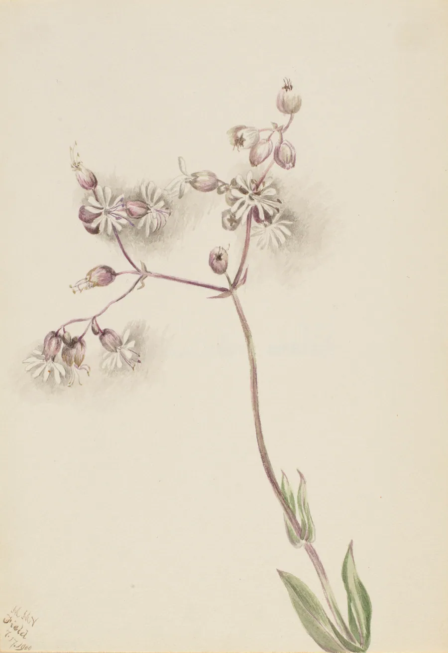 Bladder Campion (Silene latifolia) by Mary Vaux Walcott, born Philadelphia, PA 1860-died St. Andrews, New Brunswick, Canada 1940