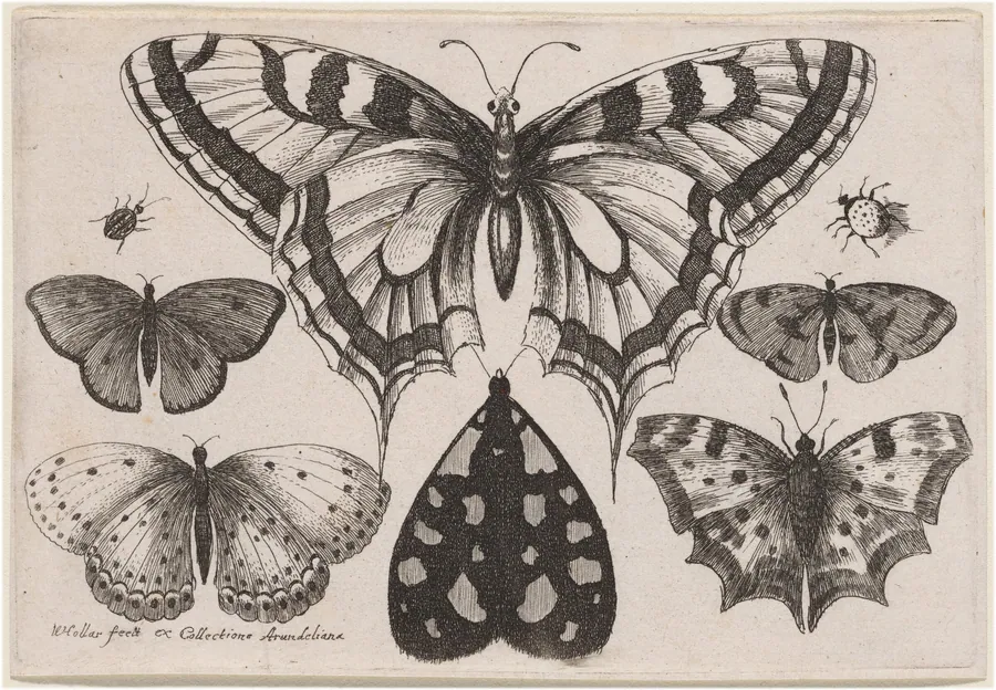 Five Butterflies, a Moth, a Beetle, and a Spider by Wenceslaus Hollar