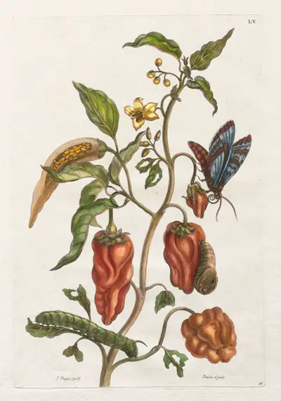 Histoire générale des insects de Suriname et de toute l'Europe: Vol I, No. 55 - Poivre d'inde