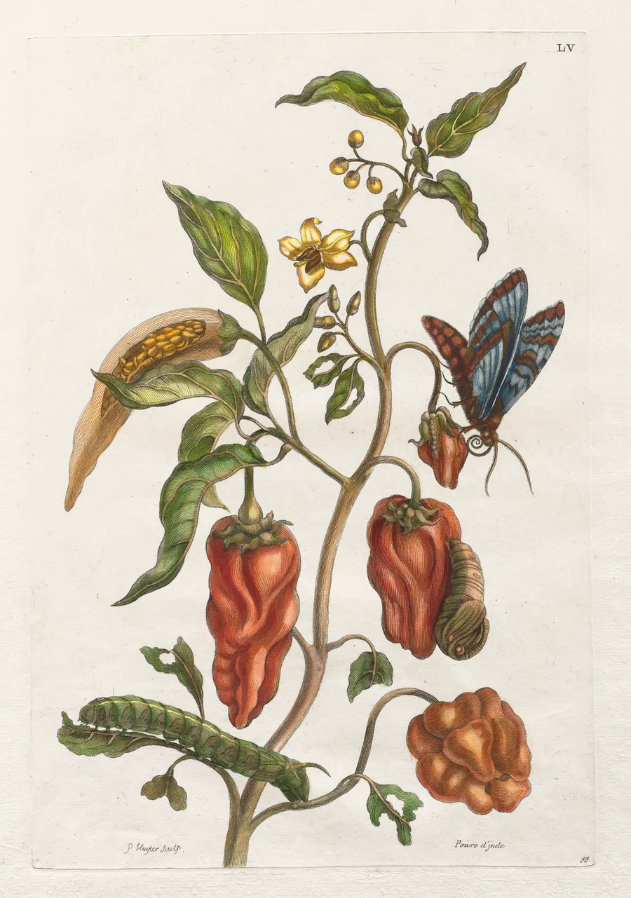 Histoire générale des insects de Suriname et de toute l'Europe:  Vol I, No. 55 - Poivre d'inde by Maria Sibylla Merian