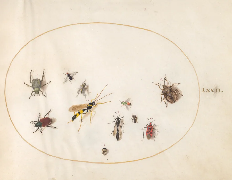 Plate 72: Shield Bug, Cinnamon Bug, Wasp, and Other Insects by Joris Hoefnagel
