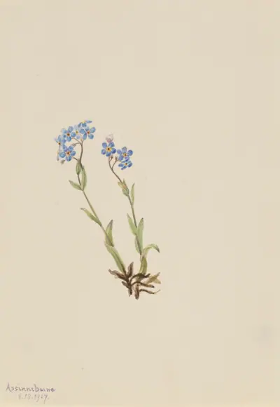 Forget-Me-Not (Myosotis alpestris)