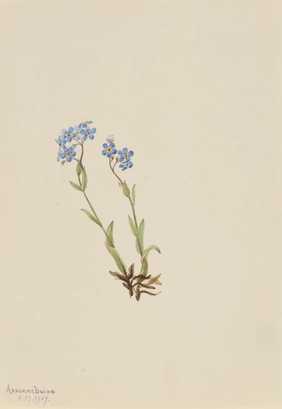 Forget-Me-Not (Myosotis alpestris) by Mary Vaux Walcott, born Philadelphia, PA 1860-died St. Andrews, New Brunswick, Canada 1940