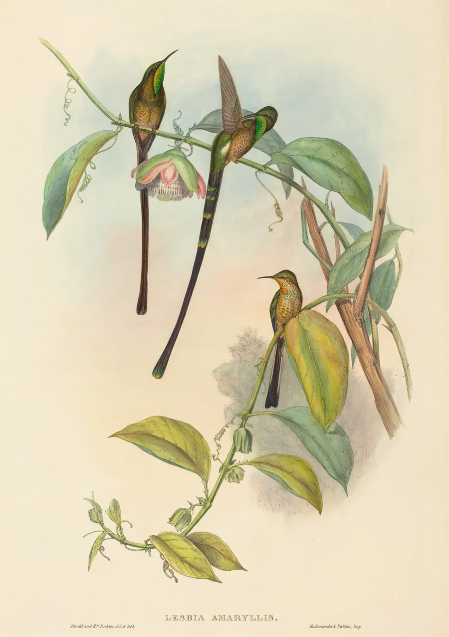 Lesbia Amaryllis by John Gould