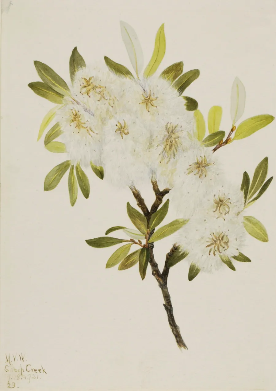 Drummond Willow (Salix drummondiana) by Mary Vaux Walcott, born Philadelphia, PA 1860-died St. Andrews, New Brunswick, Canada 1940