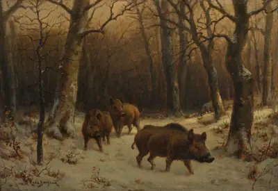 Wild Boars in the Snow