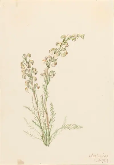 Alpine Fernlife (Pedicularis contorta)