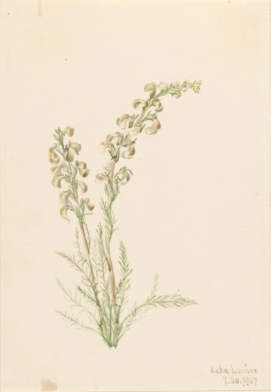Alpine Fernlife (Pedicularis contorta) by Mary Vaux Walcott, born Philadelphia, PA 1860-died St. Andrews, New Brunswick, Canada 1940