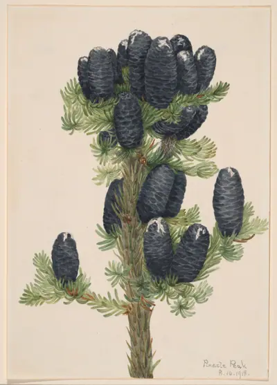 Alpine Fir (Abies lasiocarpa)