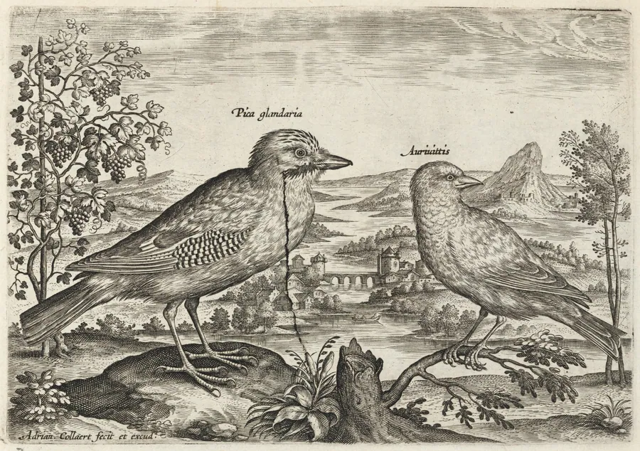 Jay and Finch by Adriaen Collaert