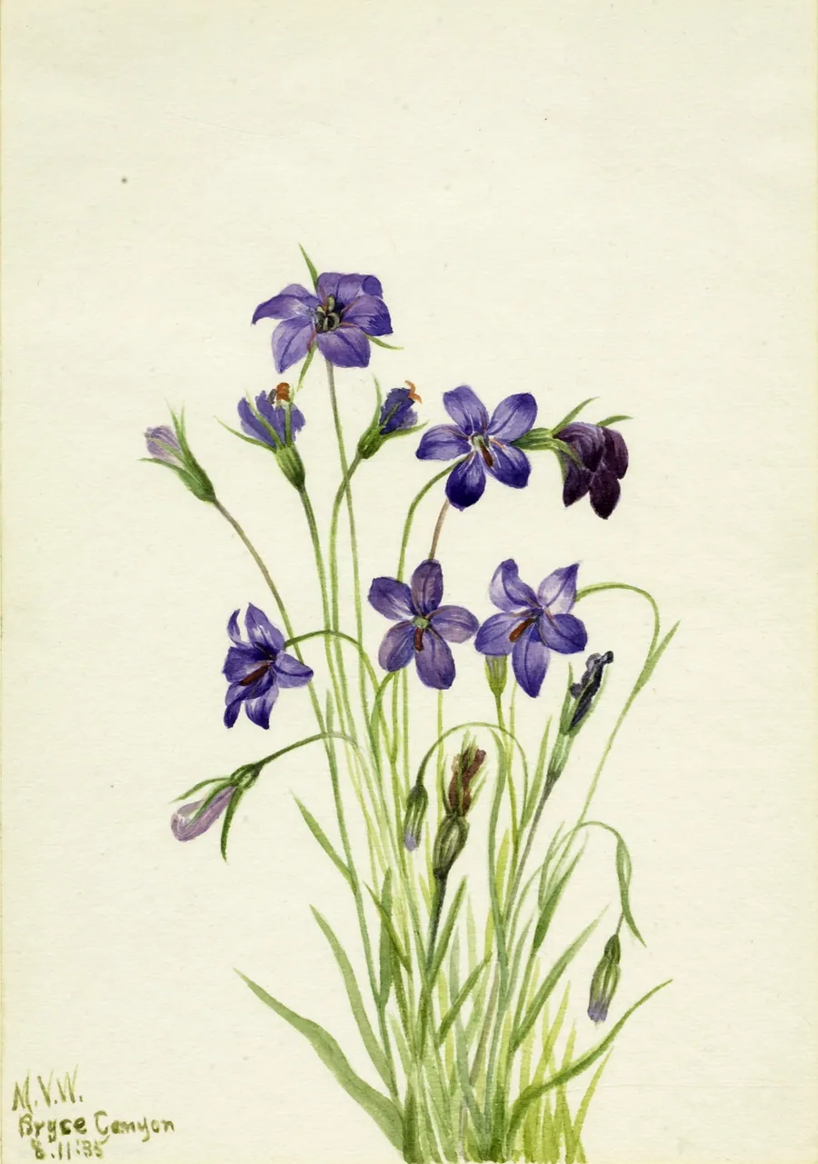Bellflower (Campanula) by Mary Vaux Walcott, born Philadelphia, PA 1860-died St. Andrews, New Brunswick, Canada 1940