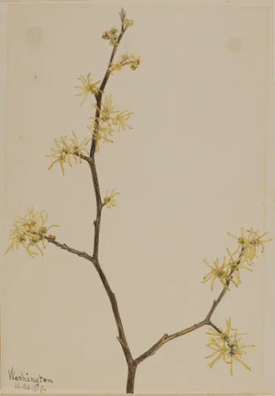 Witch-Hazel (Hamamelis virginiana)