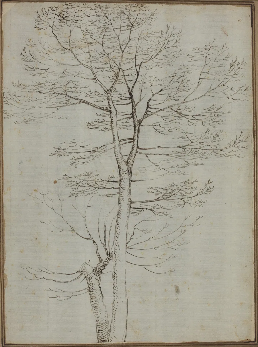 Bare Tree [verso] by Fra Bartolommeo