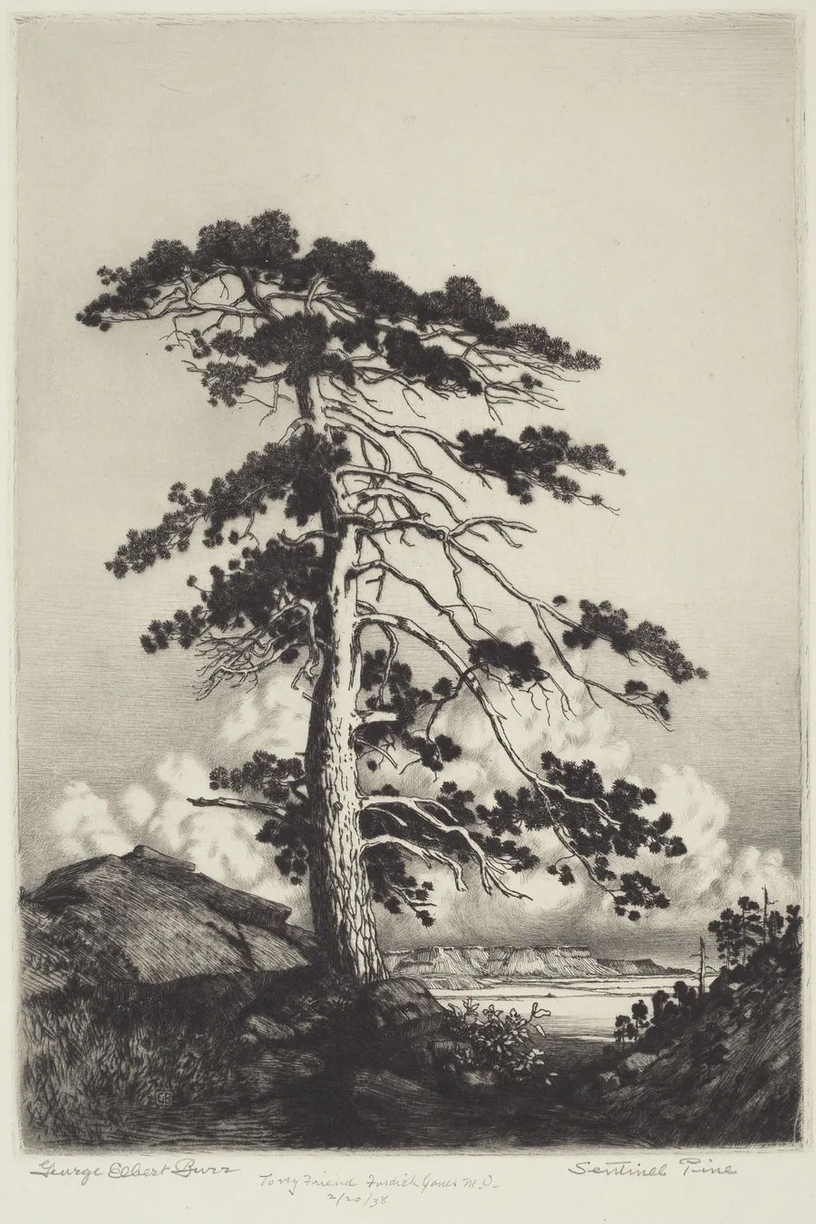 Sentinel Pine by George Elbert Burr