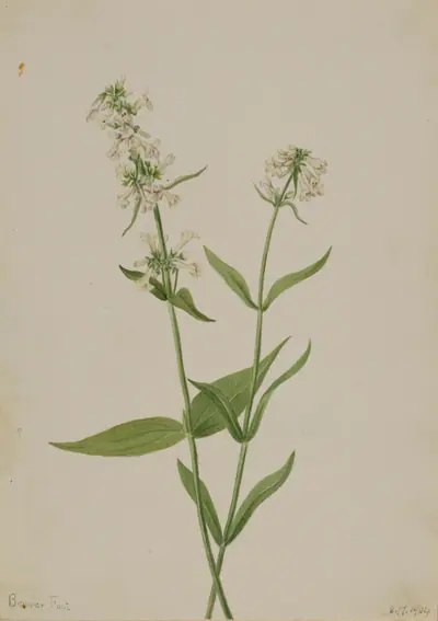 Yellow Pentstemon (Pentstemon confertus)