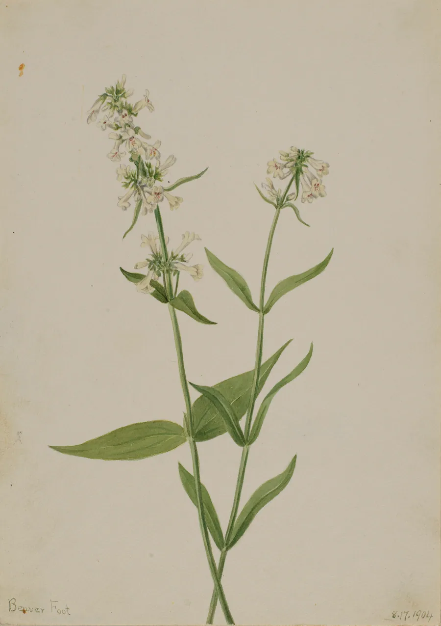 Yellow Pentstemon (Pentstemon confertus) by Mary Vaux Walcott, born Philadelphia, PA 1860-died St. Andrews, New Brunswick, Canada 1940
