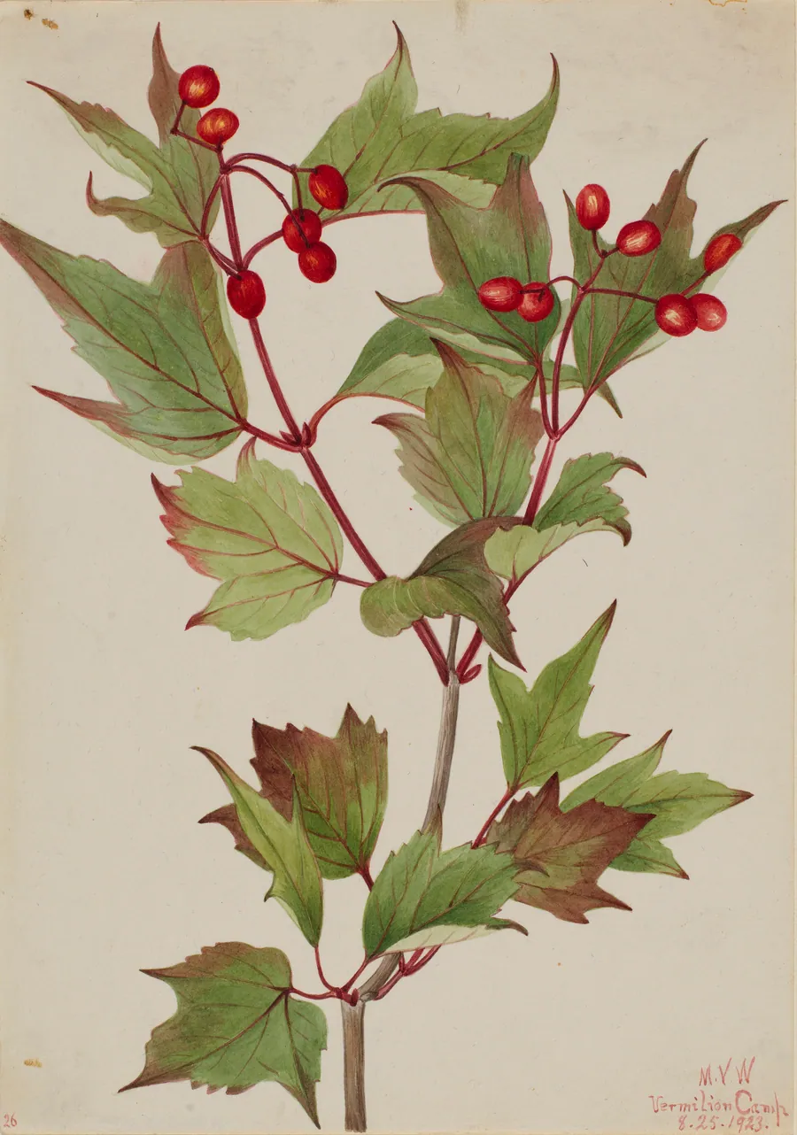 Cranberrybush (Viburnum pauciflorum) by Mary Vaux Walcott, born Philadelphia, PA 1860-died St. Andrews, New Brunswick, Canada 1940