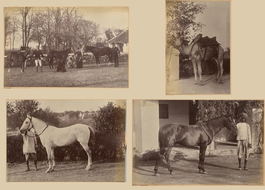Captain Brown's horses, Jhansi (recto, top); Captain Bailward's horses (recto, bottom); Captain Bailward's camel (verso, left); Captain Bailward's horse, Jhanso (verso, right) by Raja Deen Dayal