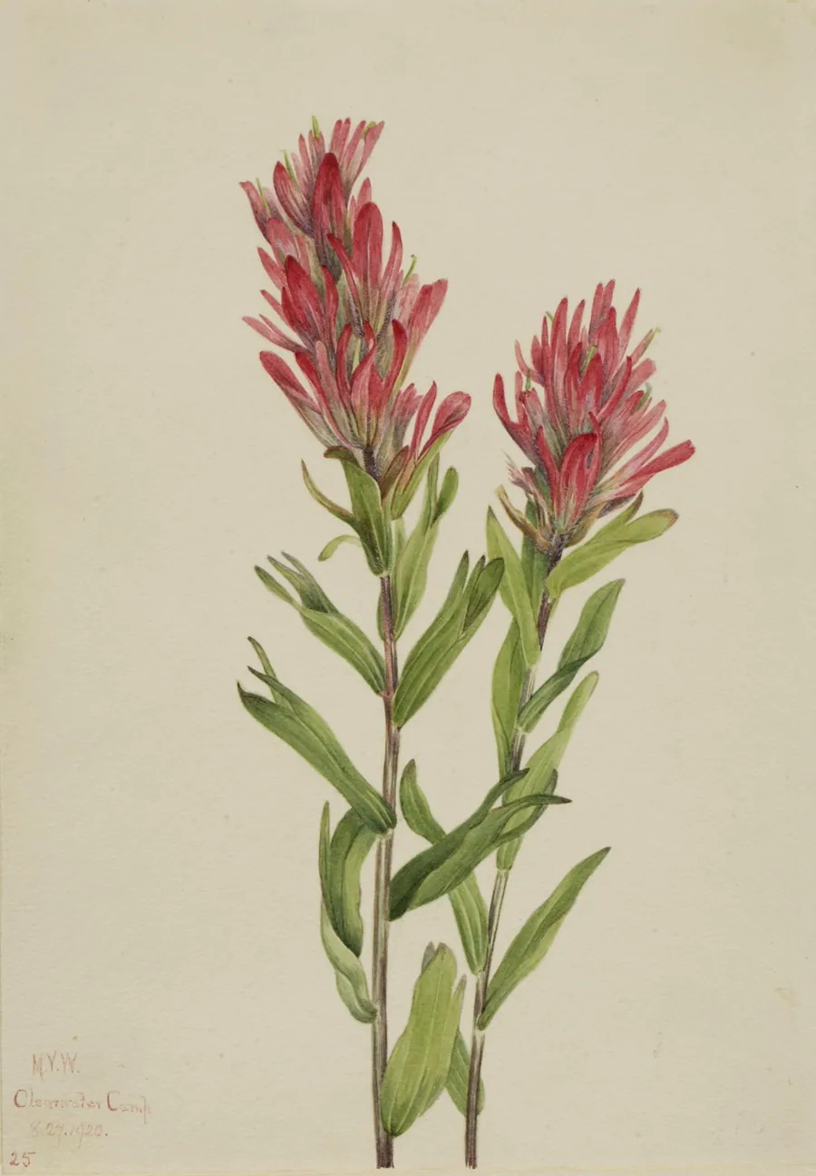 Alberta Paintbrush (Catilleja miniata) by Mary Vaux Walcott, born Philadelphia, PA 1860-died St. Andrews, New Brunswick, Canada 1940