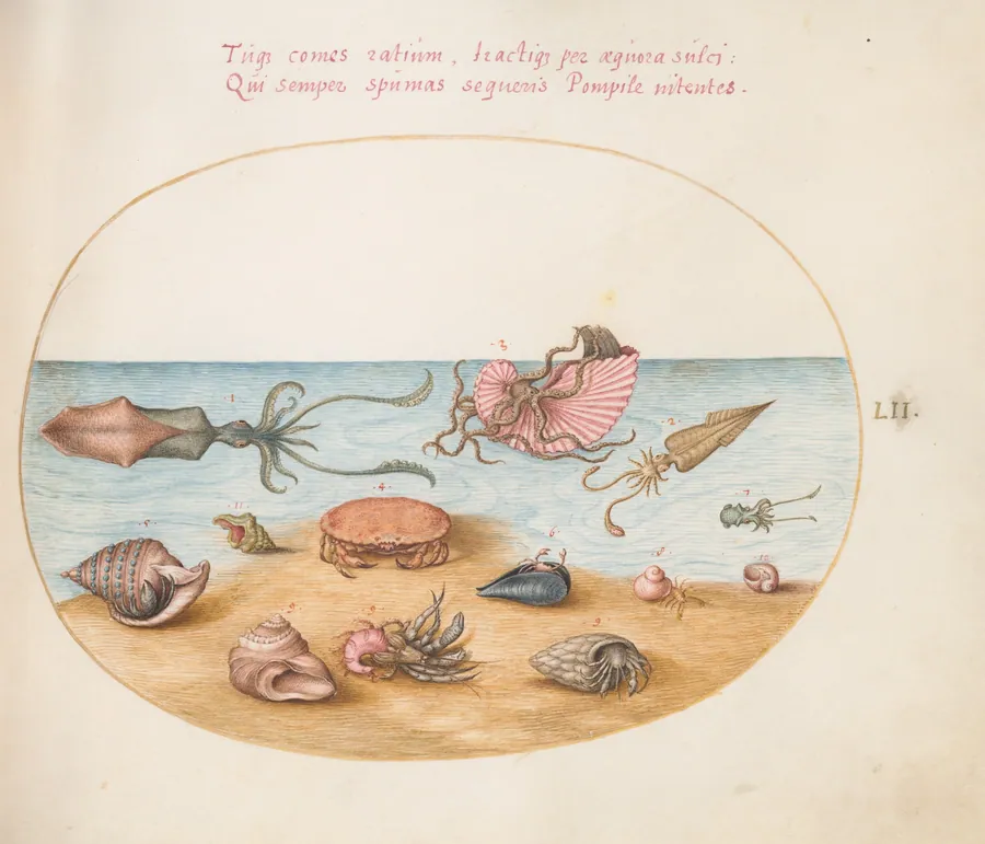Plate 52: An Argonaut, Squid, Hermit Crabs, Shells, and a Crab by Joris Hoefnagel