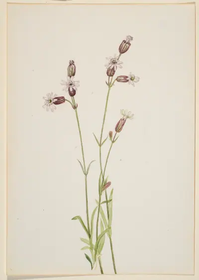 Silene multicaulis