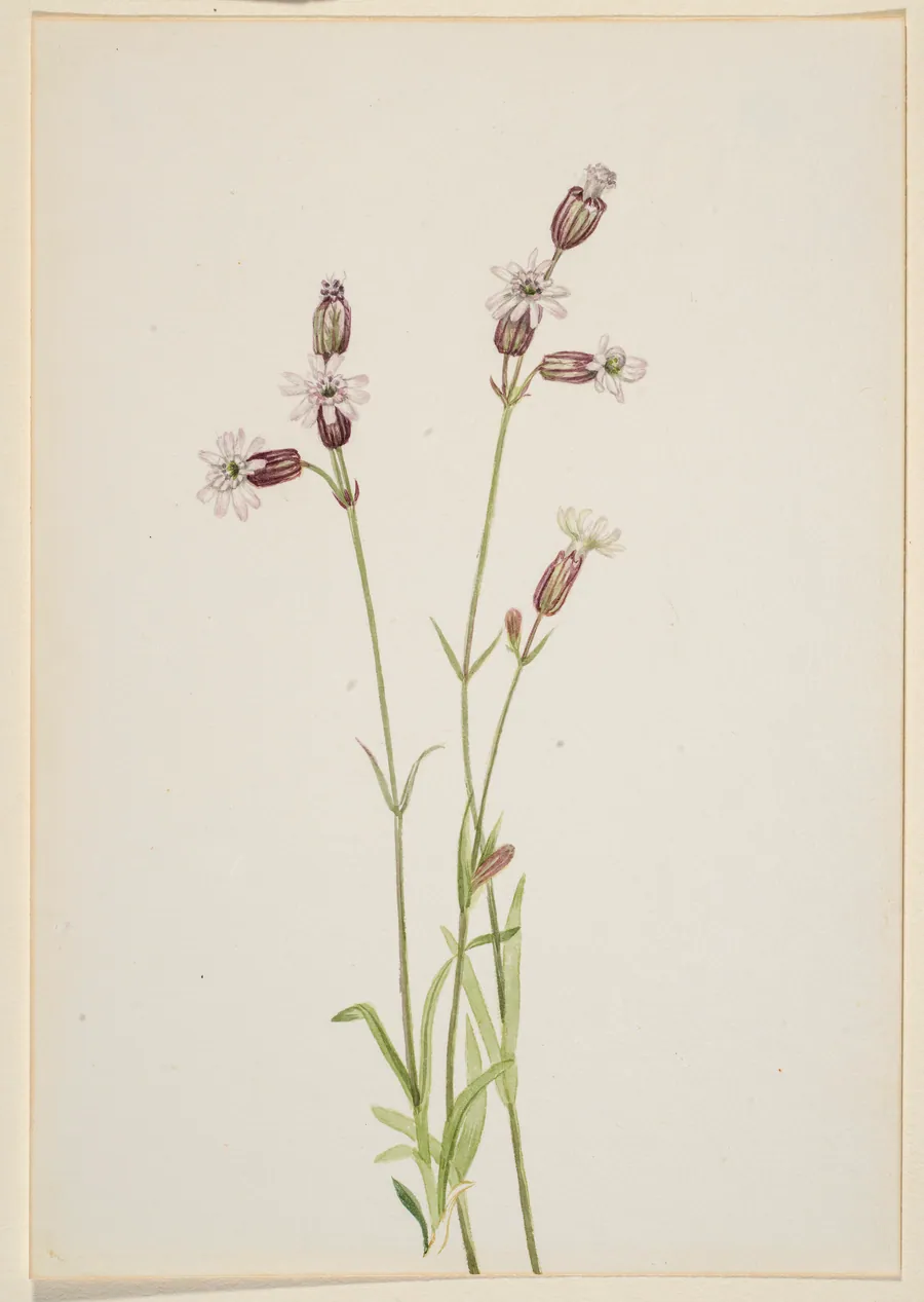 Silene multicaulis by Mary Vaux Walcott, born Philadelphia, PA 1860-died St. Andrews, New Brunswick, Canada 1940