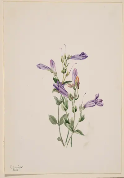 Penstemon (Penstimon fruiticosus)