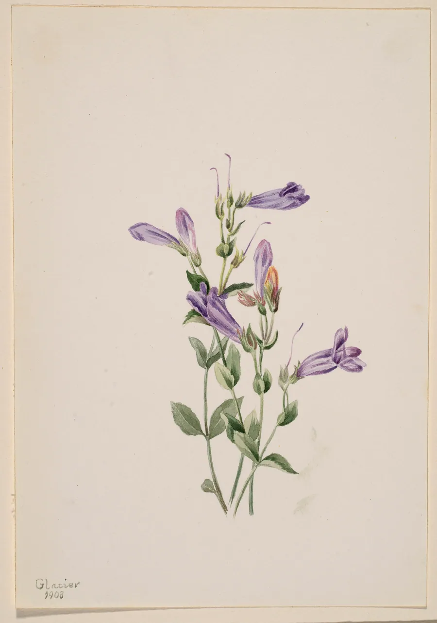 Penstemon (Penstimon fruiticosus) by Mary Vaux Walcott, born Philadelphia, PA 1860-died St. Andrews, New Brunswick, Canada 1940