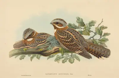 Caprimulgus Ruficollis