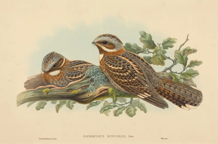 Caprimulgus Ruficollis by H.C. Richter