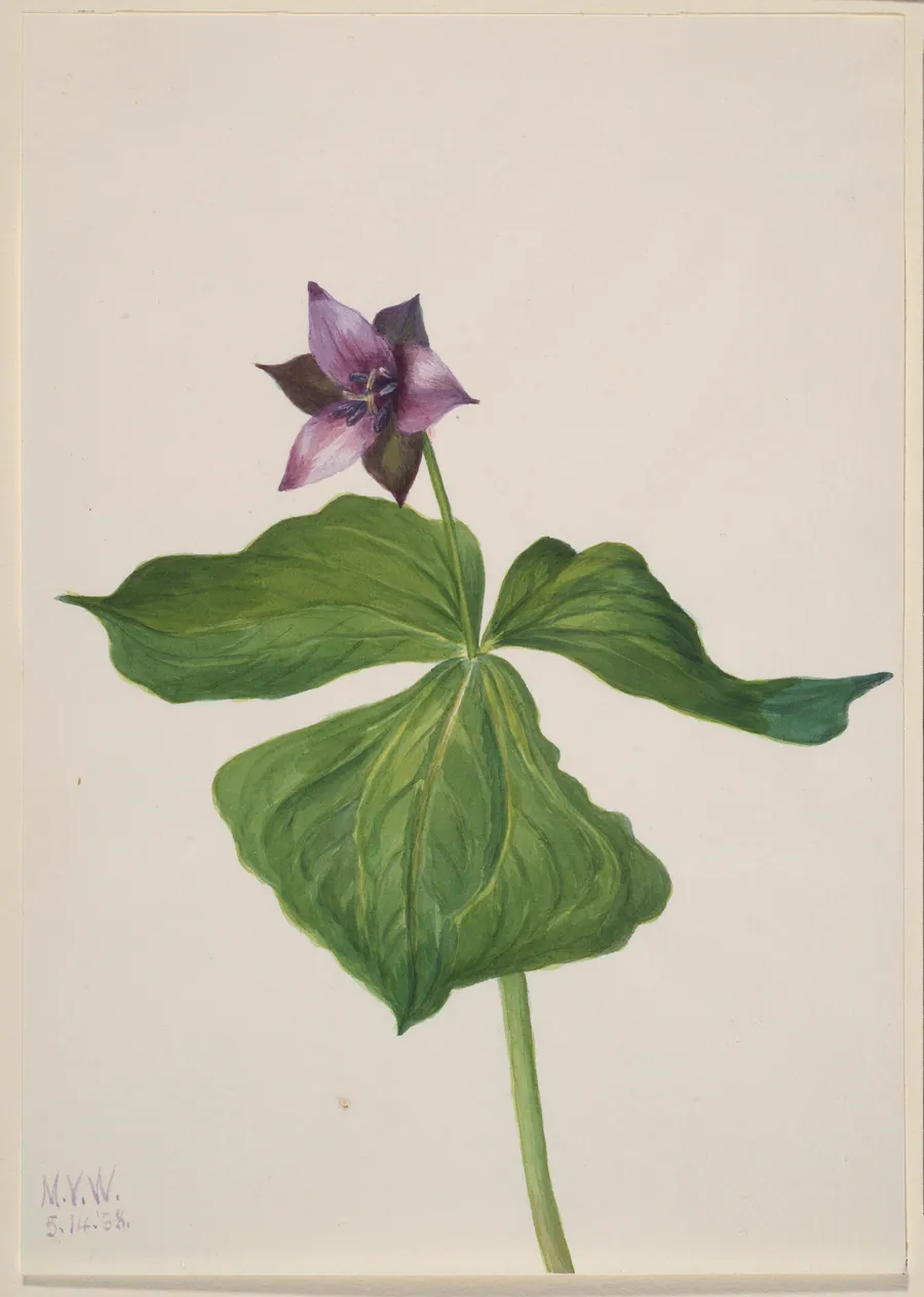 Trillium erectum by Mary Vaux Walcott, born Philadelphia, PA 1860-died St. Andrews, New Brunswick, Canada 1940