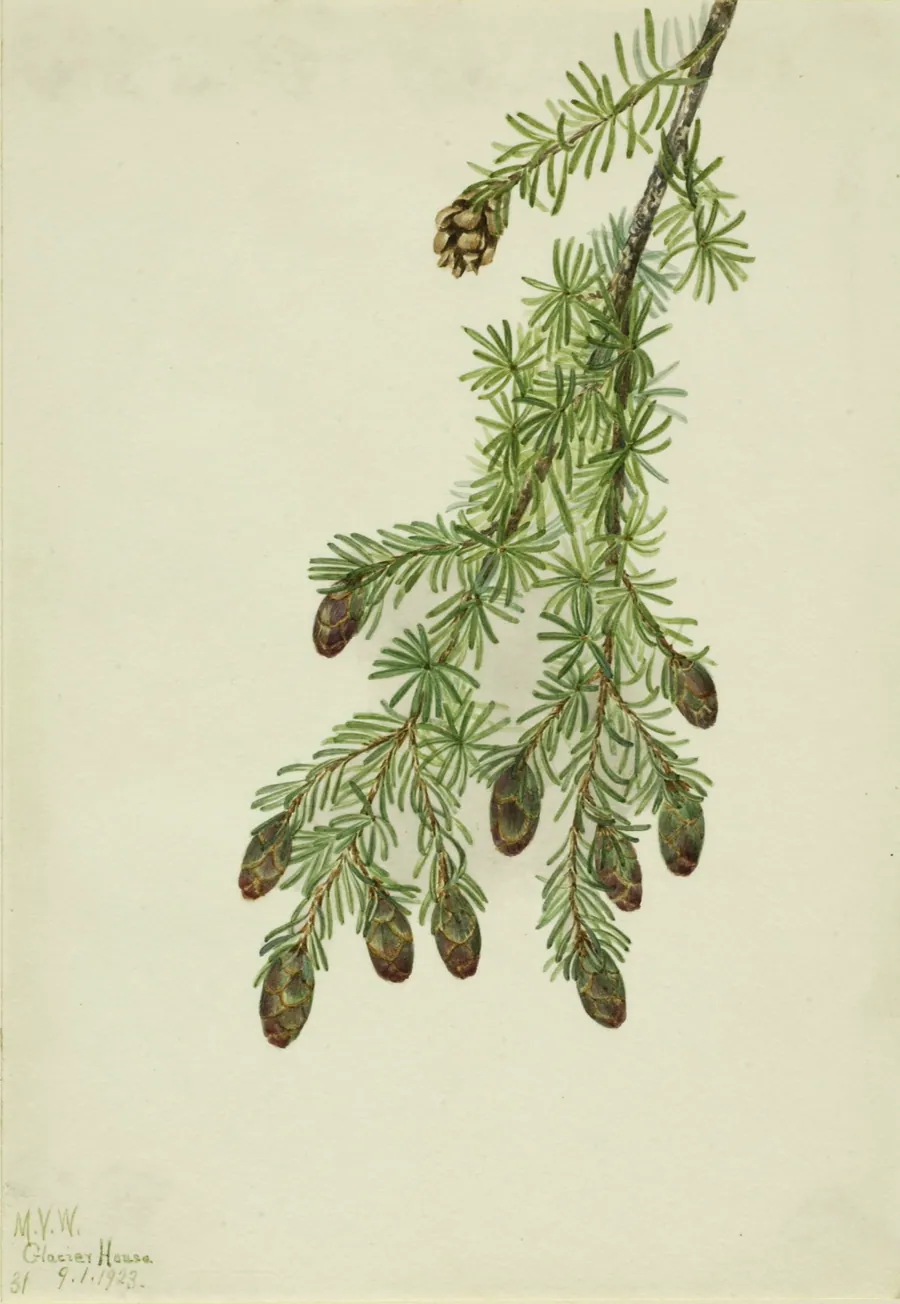 Western Hemlock (Tsuga heterophylla) by Mary Vaux Walcott, born Philadelphia, PA 1860-died St. Andrews, New Brunswick, Canada 1940
