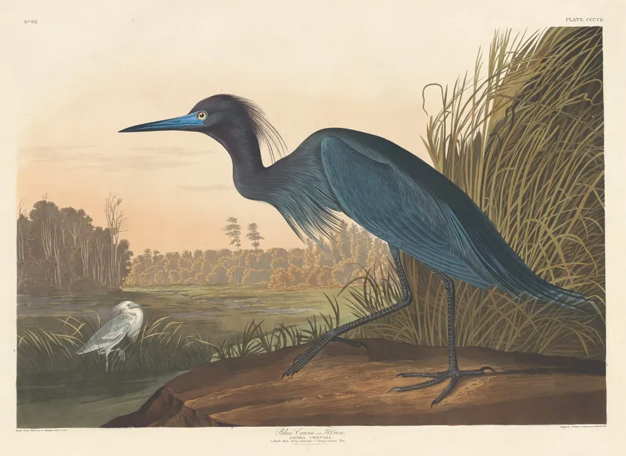 Blue Crane or Heron by Robert Havell, Jr.