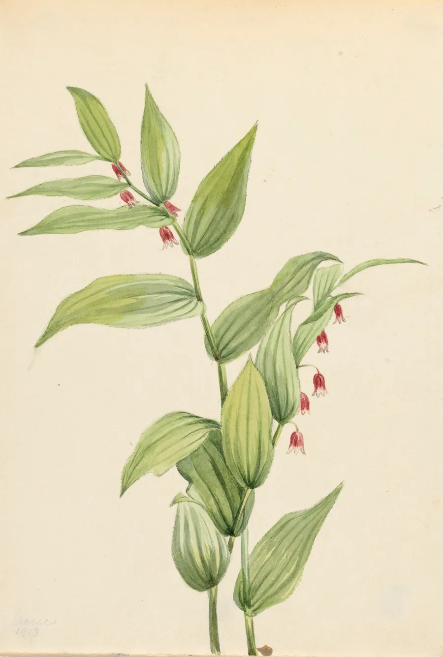 Pink Twisted Stalk (Streptopus curvipes) by Mary Vaux Walcott, born Philadelphia, PA 1860-died St. Andrews, New Brunswick, Canada 1940