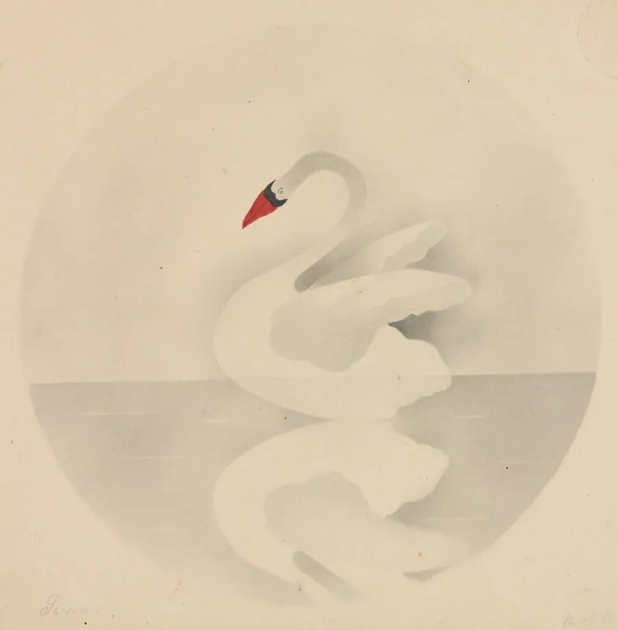 Swan by Mary Altha Nims