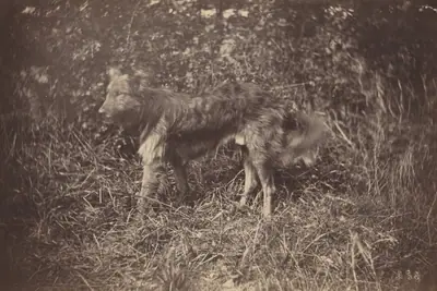 Study of a Dog