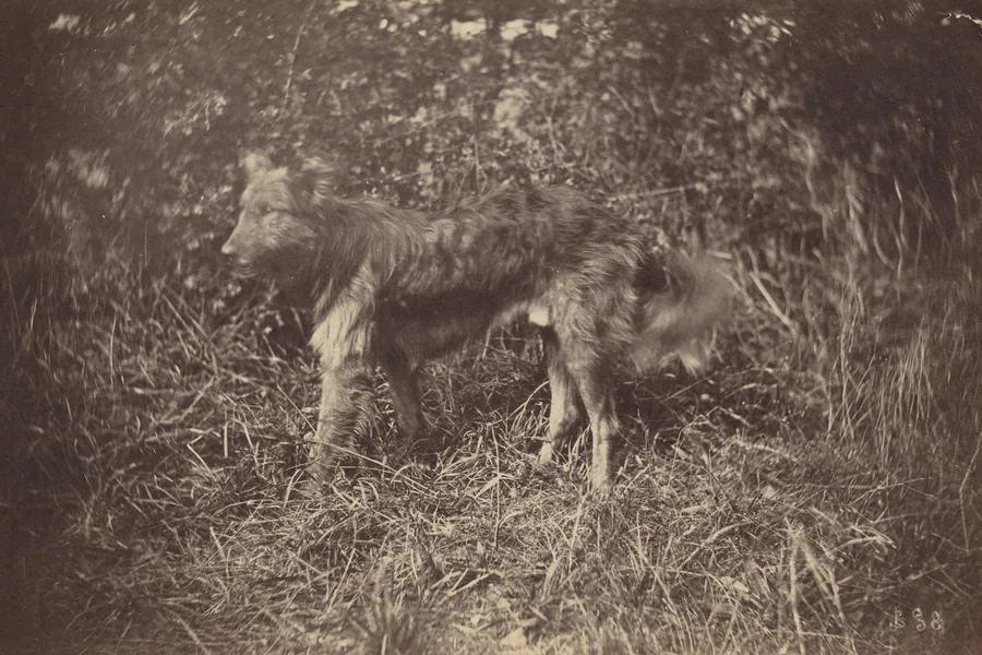 Study of a Dog by Auguste Giraudon's Artist