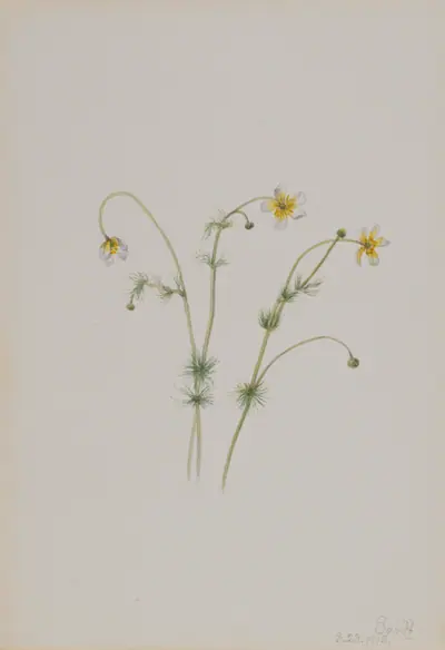 Water Crowfoot (Batrachium trichophyllum)