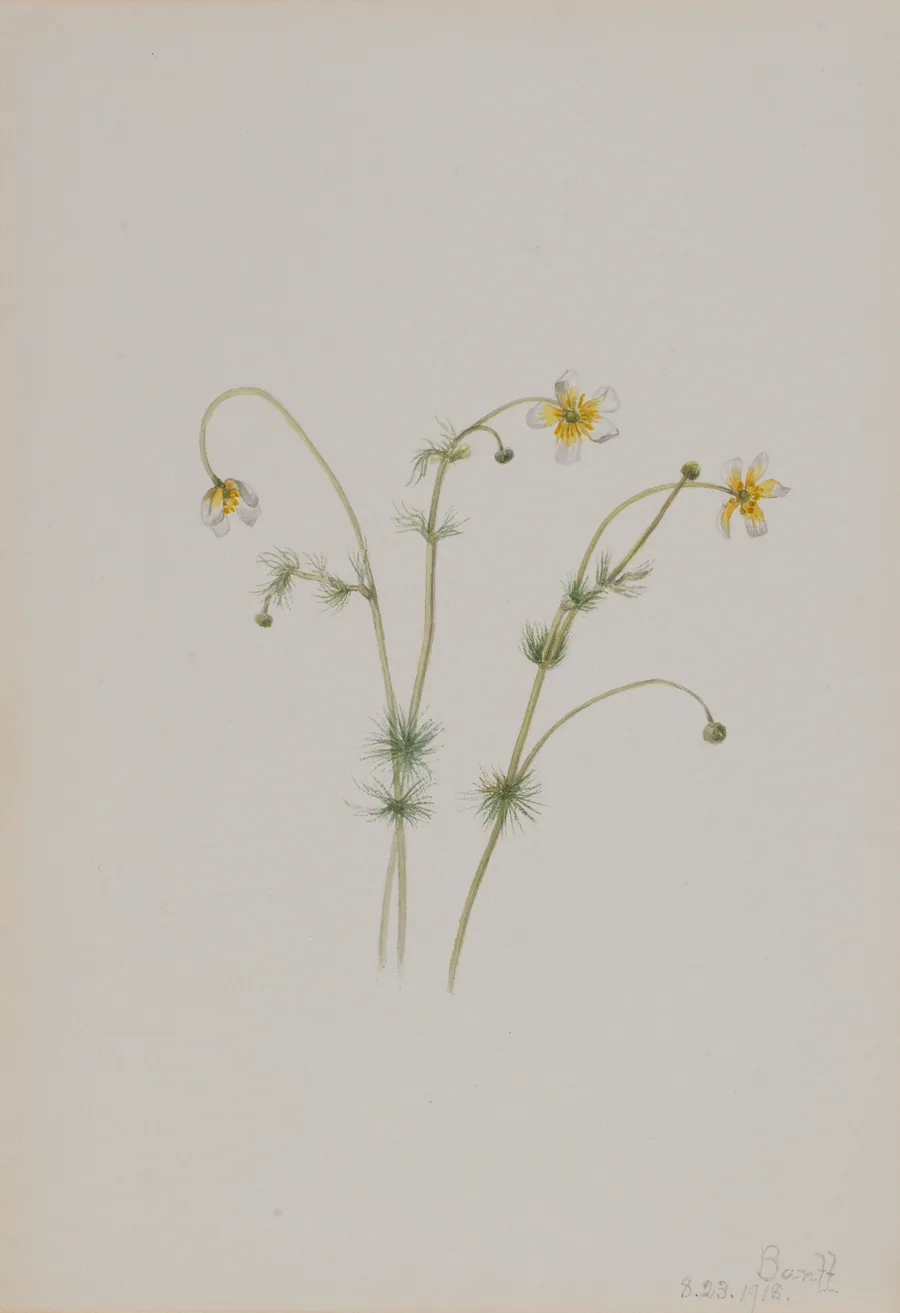 Water Crowfoot (Batrachium trichophyllum) by Mary Vaux Walcott, born Philadelphia, PA 1860-died St. Andrews, New Brunswick, Canada 1940