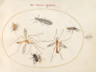Plate 58: A Bee and Five Other Insects