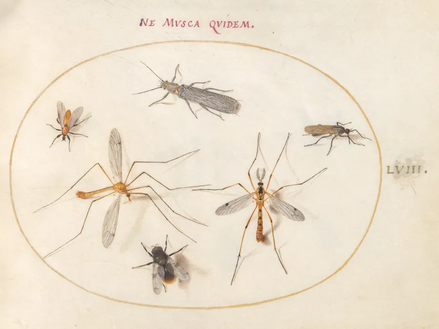 Plate 58: A Bee and Five Other Insects by Joris Hoefnagel