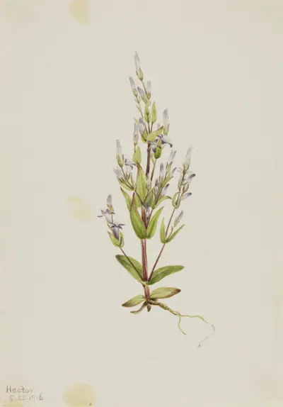 Ladder Gentian (Gentiana acuta)