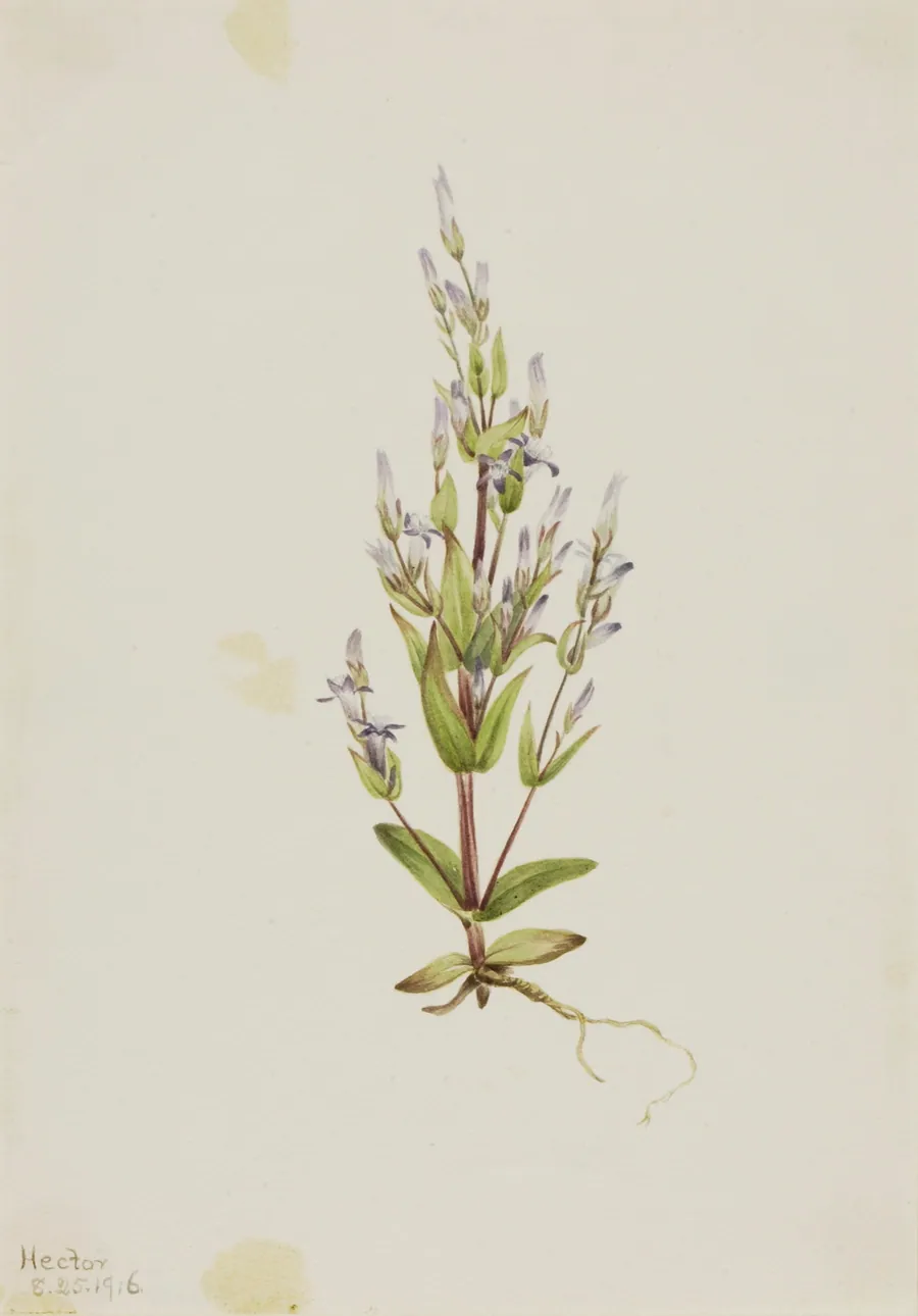 Ladder Gentian (Gentiana acuta) by Mary Vaux Walcott, born Philadelphia, PA 1860-died St. Andrews, New Brunswick, Canada 1940