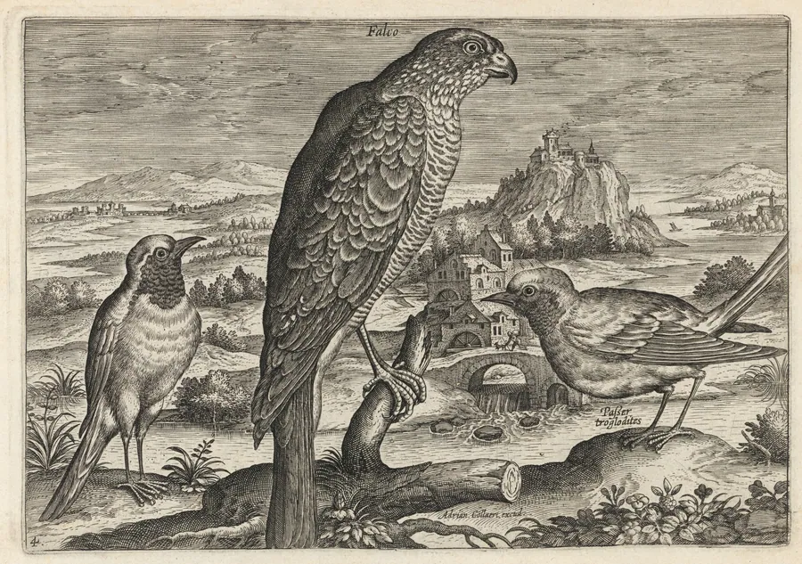 Falcon and Robin Redbreast or Redstart by Adriaen Collaert