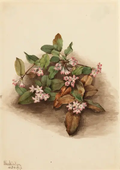 Trailing Arbutus (Epigaea repens)