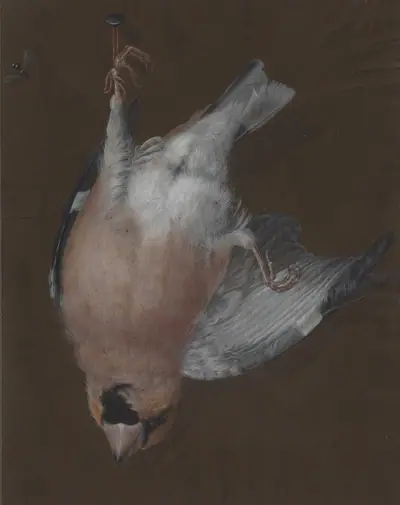 A Rose-Breasted Finch Hanging from a Nail