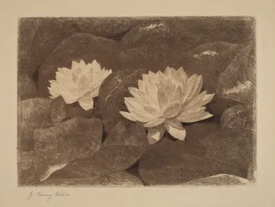 Waterlilies
