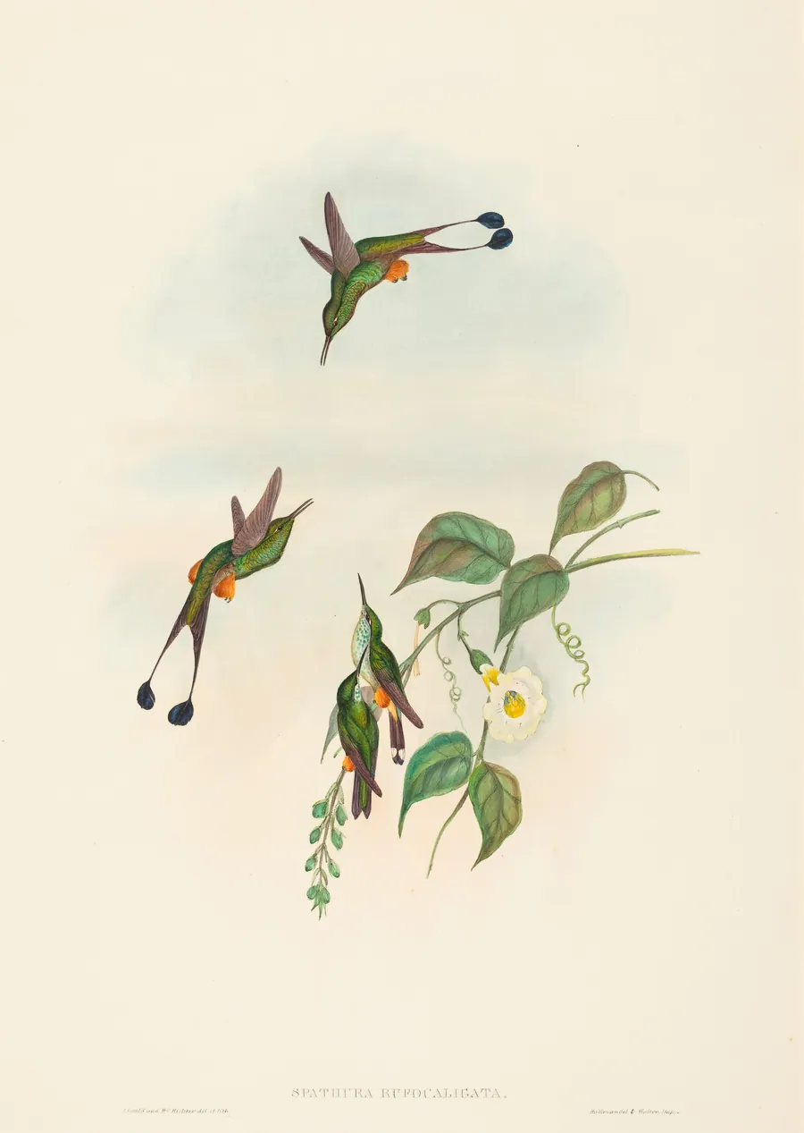 Spathura rufocaligata (Red-booted Racket-Tail) by John Gould