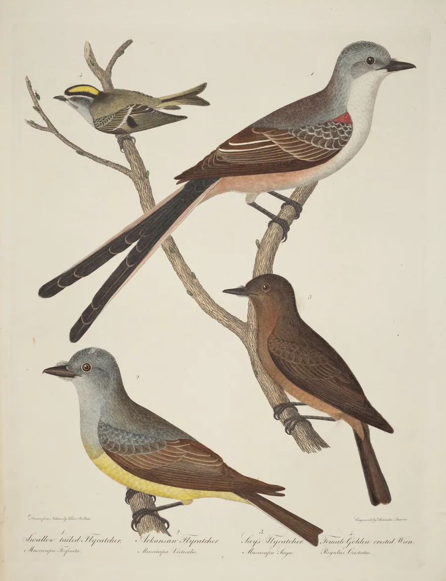 Swallow-tailed Flycatcher, Arkansas Flycatcher, Say's Flycatcher, and Female Golden-crested Wren by Alexander Lawson