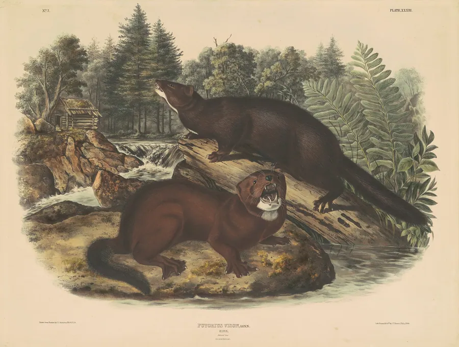 Mink by John T. Bowen